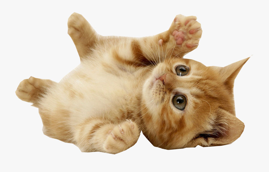 Mouse Pet Cat Villa Animal - Good Morning Love Cats, Transparent Clipart
