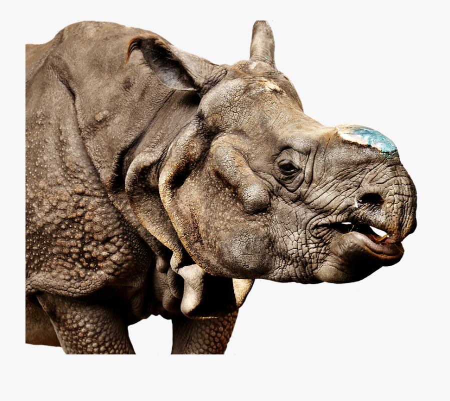 Rhino Transparent Background - Rhinoceros, Transparent Clipart