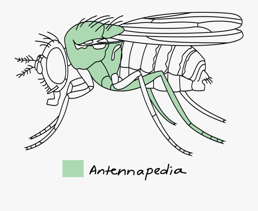 Antennapedia Mutation, Transparent Clipart