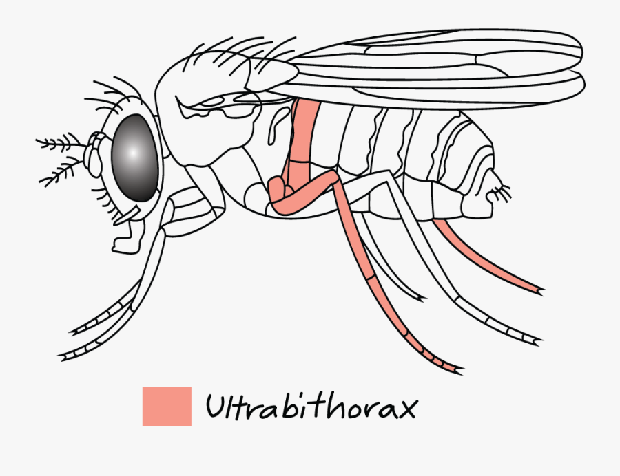 Drawing, Transparent Clipart