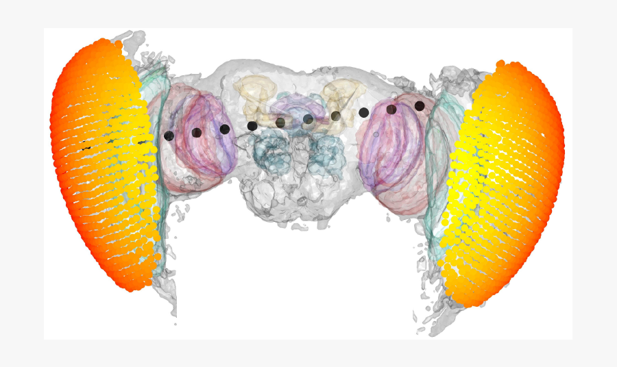 Bird, Transparent Clipart