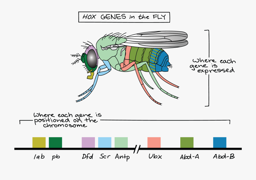 Hox Genes, Transparent Clipart