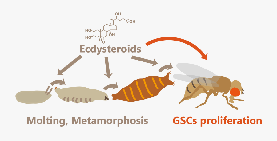 The Node Fig2 - Illustration, Transparent Clipart