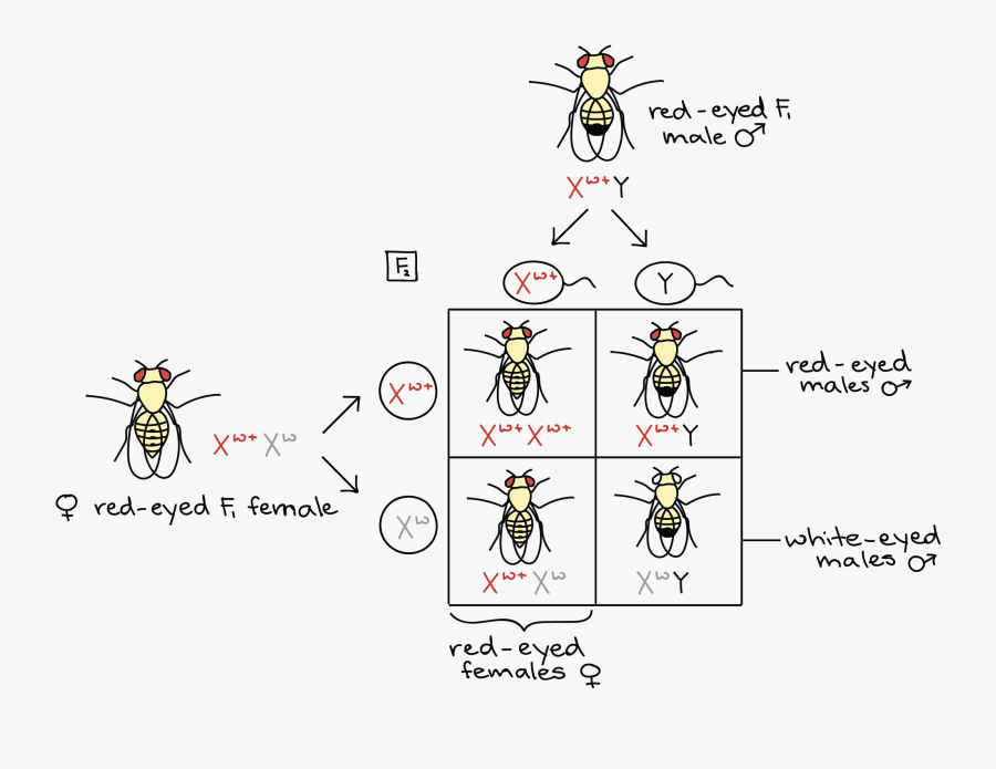 Thomas Hunt Morgan Experimento, Transparent Clipart