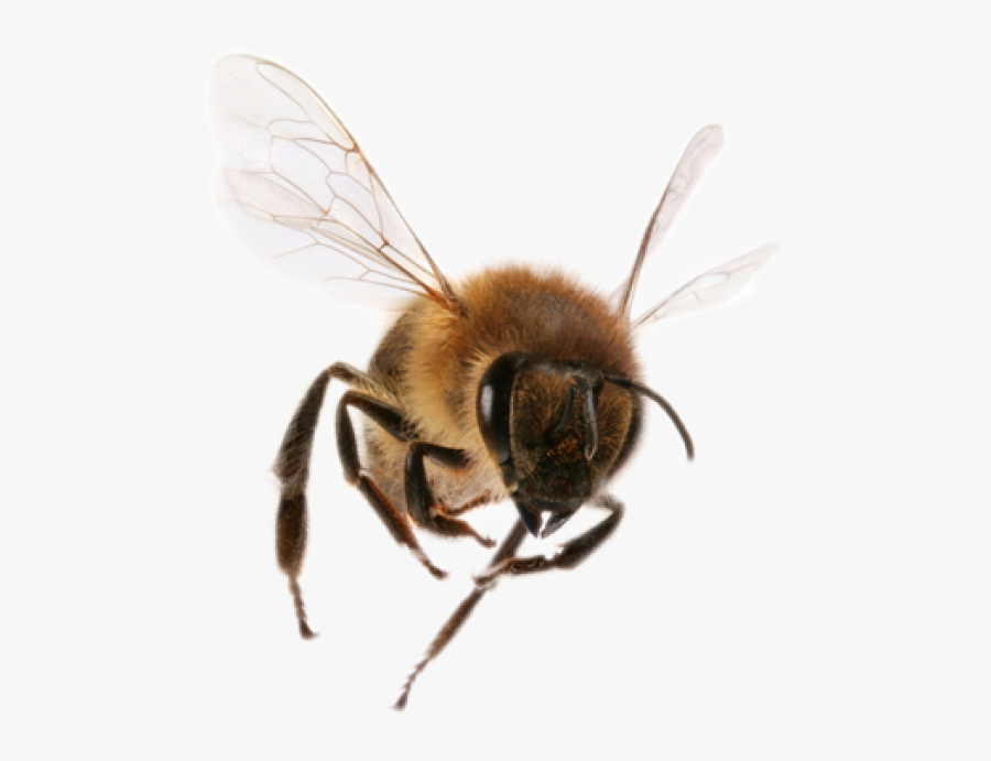 Png Bee Download - Bee Png, Transparent Clipart