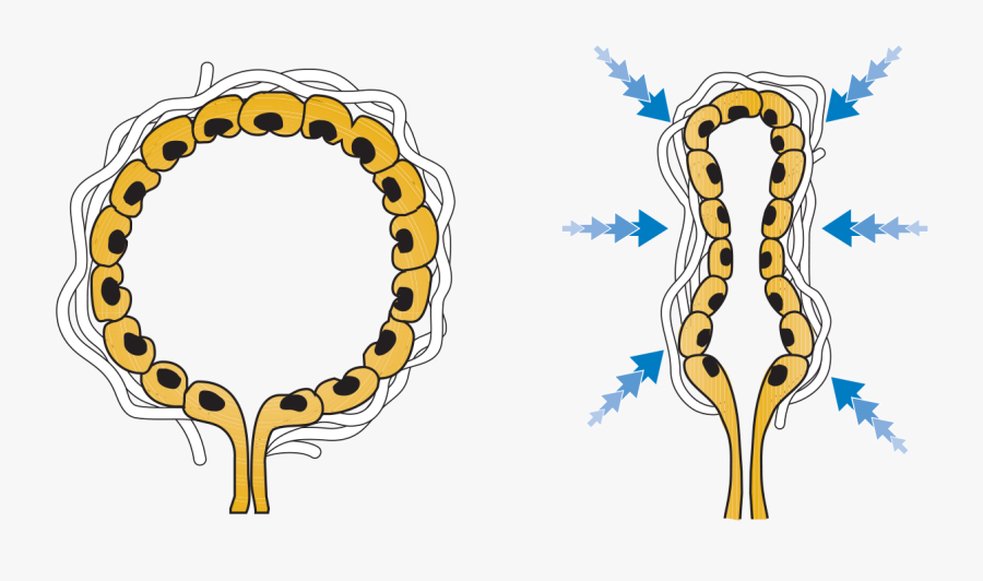 Milk Alveoli, Transparent Clipart