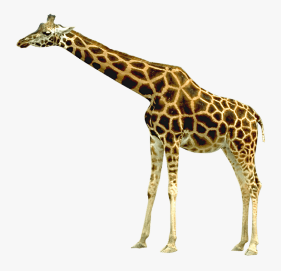 Free Png Giraffe Png Images Transparent - Transparent Background Giraffe Clipart, Transparent Clipart