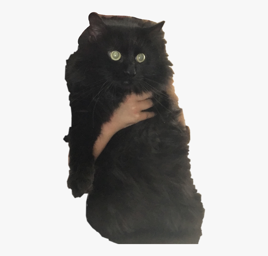 Black Cat, Transparent Clipart