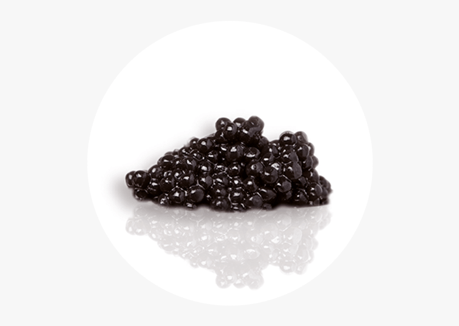 Transparent Caviar Png - Caviar, Transparent Clipart