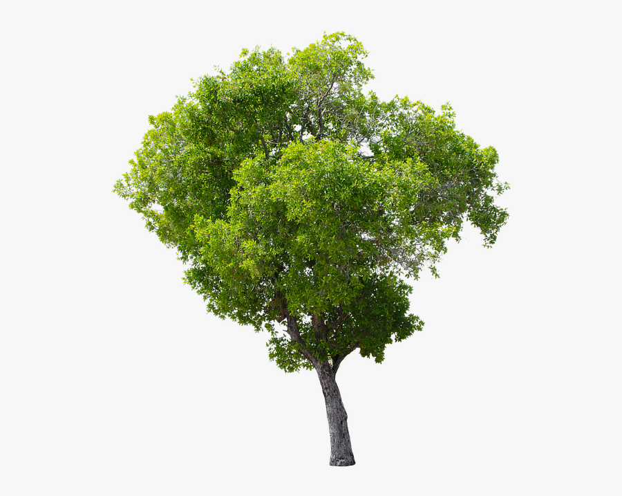 Tree, Green, Isolated, Garden, Forest, Decoration - Apple Tree Without Fruit, Transparent Clipart