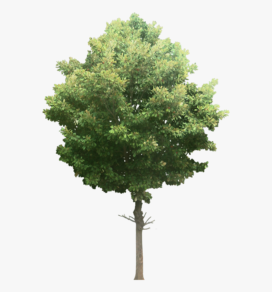 Transparent Watercolor Plant Png - Transparent Background Tree Png, Transparent Clipart