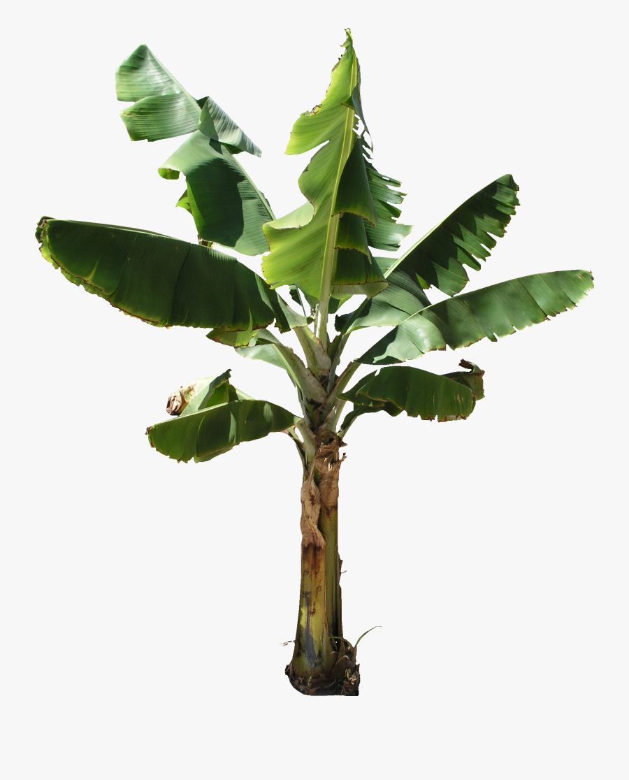 Hd Transparent Pluspng Texture - Transparent Background Banana Tree Png, Transparent Clipart