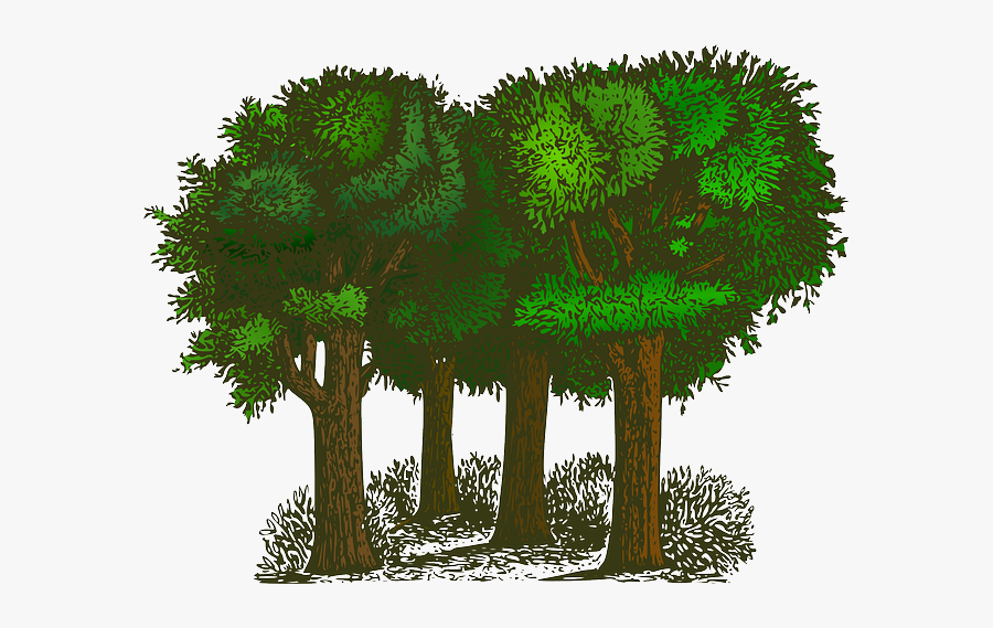 Planting Clipart Forest Plant - Balance Of Oxygen And Carbon Dioxide, Transparent Clipart