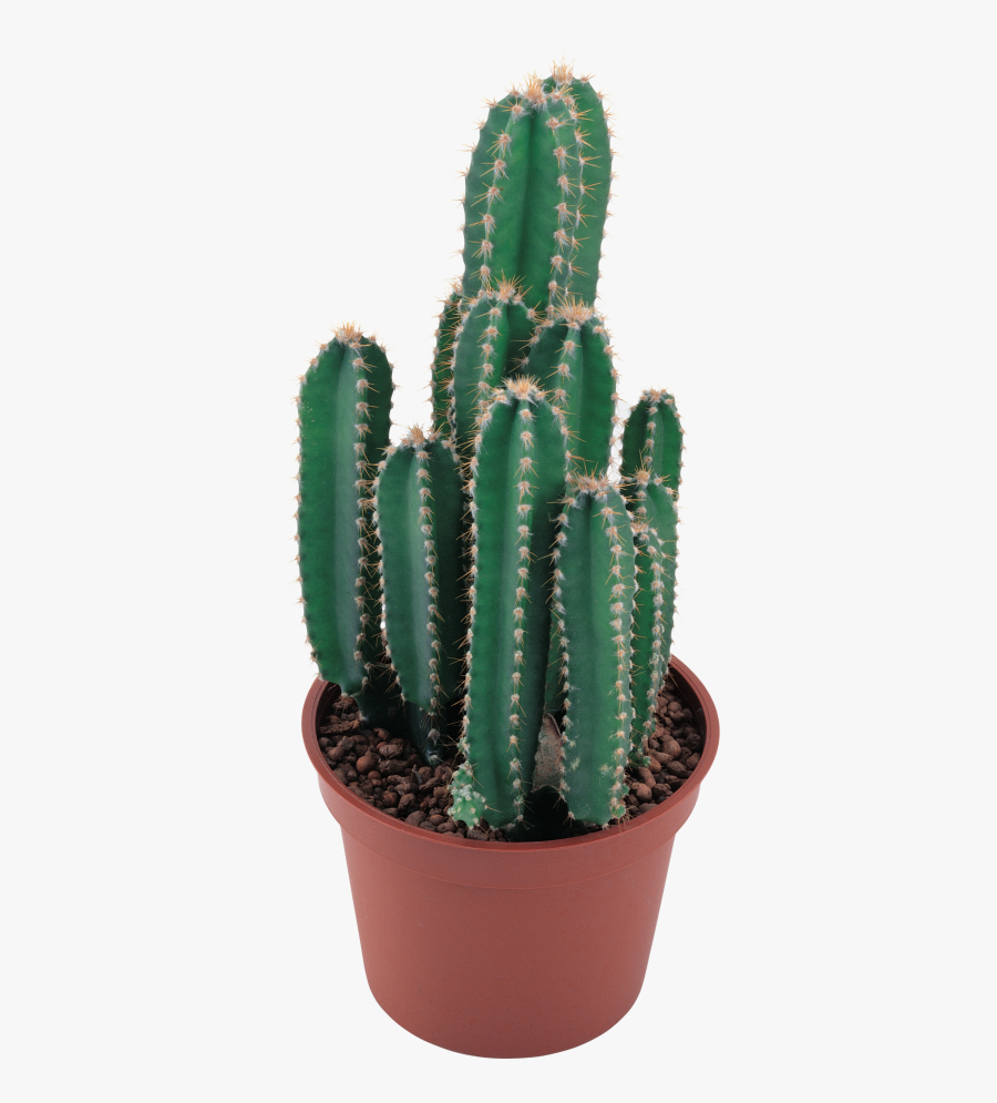 Cactus Plant Transparent Background, Transparent Clipart