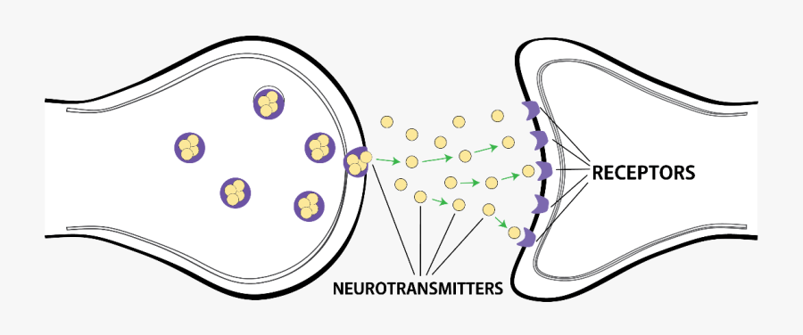 Brain With Adhd, Transparent Clipart