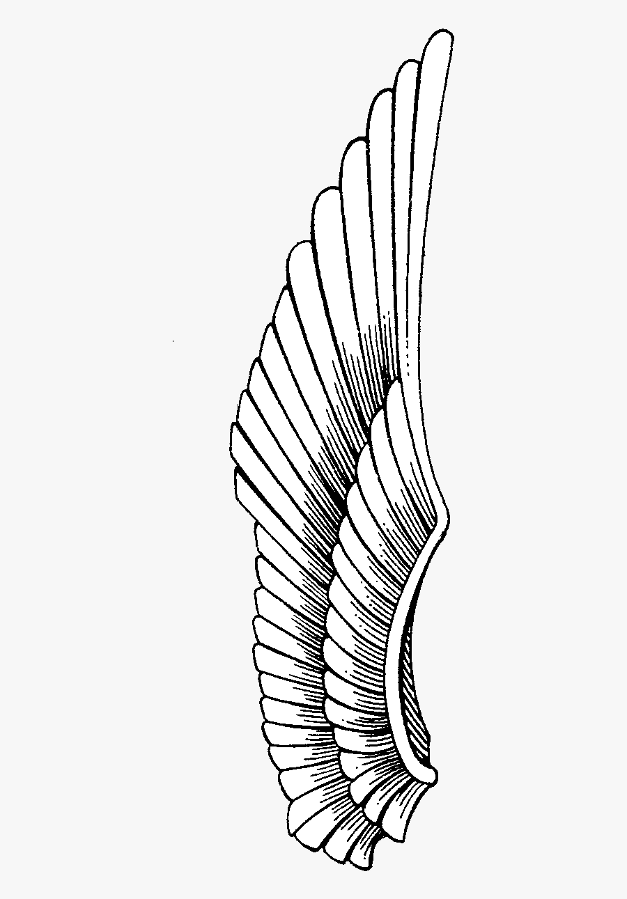 Desktop Drawing Realistic - Egyption Wings Lines, Transparent Clipart