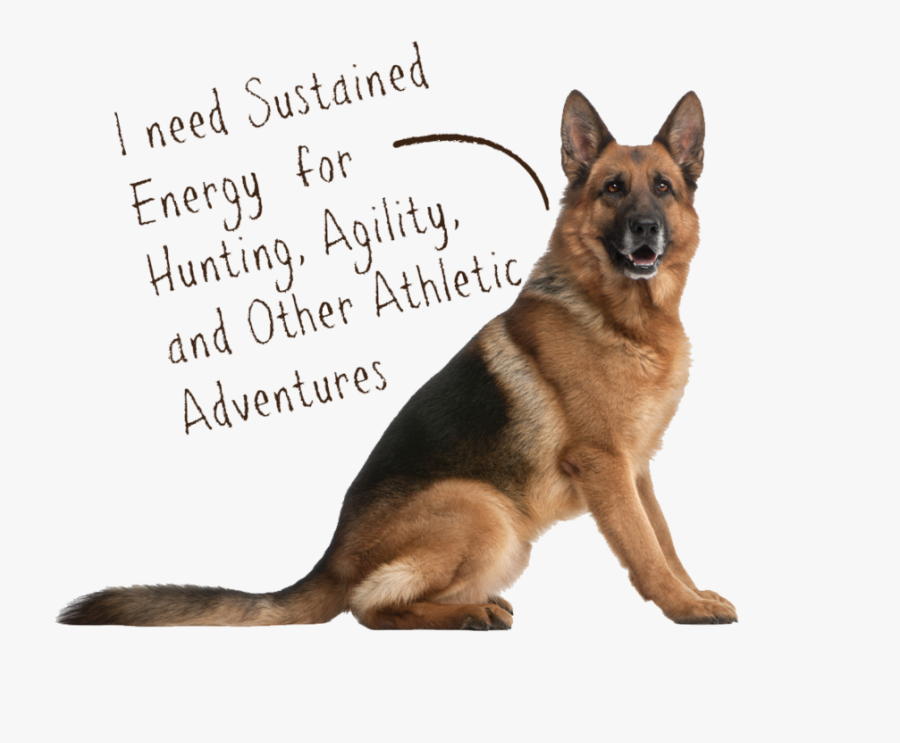 Transparent German Shepard Png - Dog Show 2019 India, Transparent Clipart