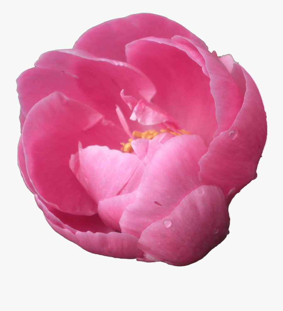 Download Peony Png Pic - Peonies With Transparent Background, Transparent Clipart