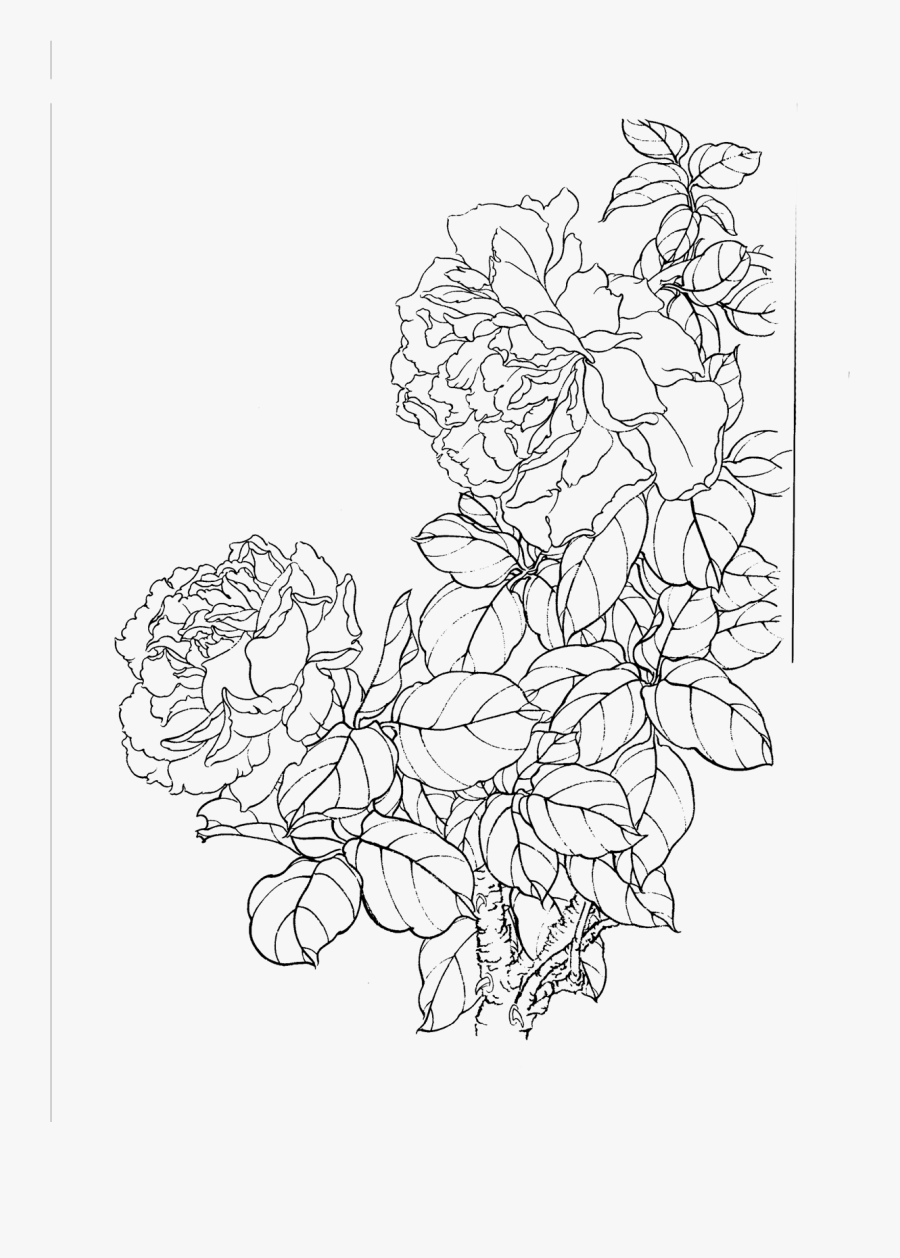 Rosa Chinensis Gongbi Moutan - 白描 月季, Transparent Clipart