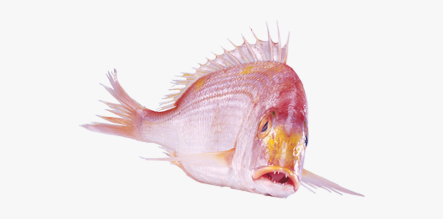 Fish Clip Art - Fish, Transparent Clipart