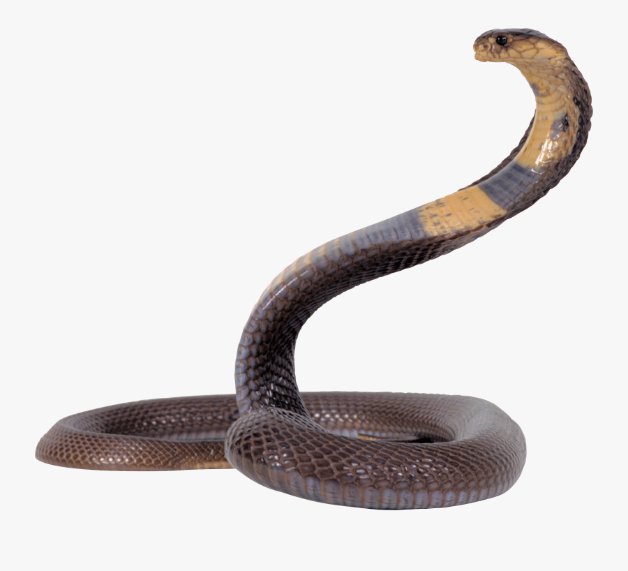 Transparent Yellow Snake Clipart - Big Cobra Snake Png, Transparent Clipart