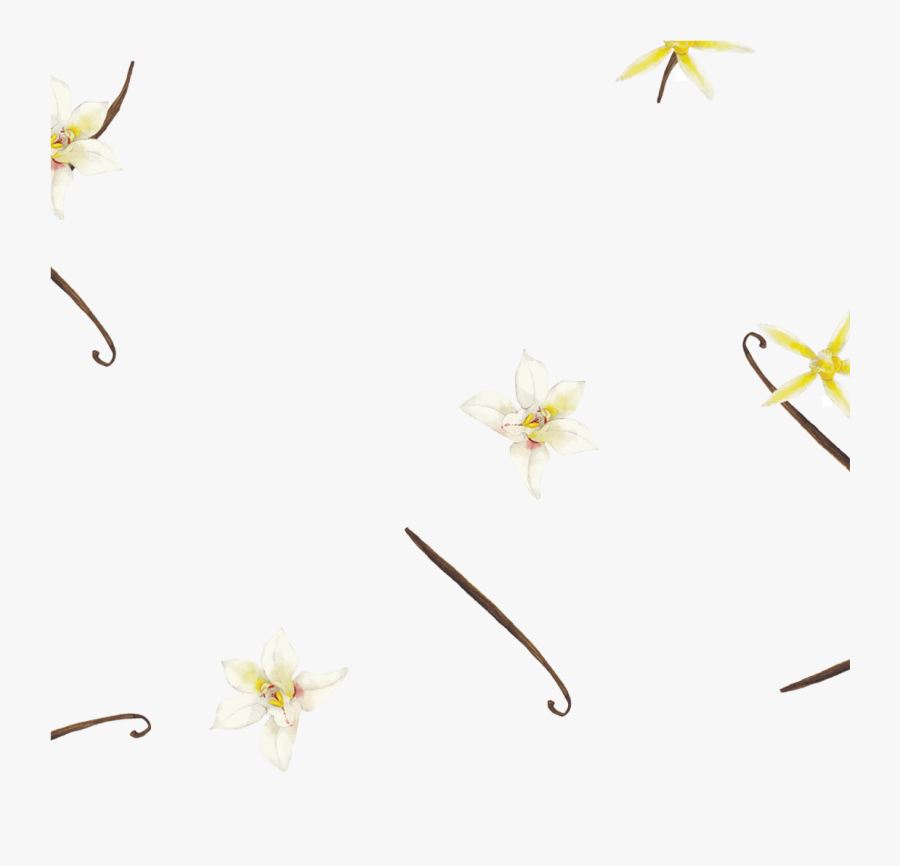 Exotic Organic Vanilla Beans Make This Rich, Indulgent - Lily Family, Transparent Clipart