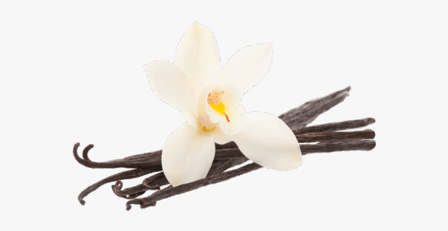 Seeds Clipart Vanilla Bean - Transparent Vanilla Clip Art, Transparent Clipart