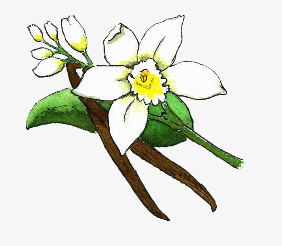 Vanilla Bean Flower Illustration , Png Download - Vanilla Flower Drawing Png, Transparent Clipart