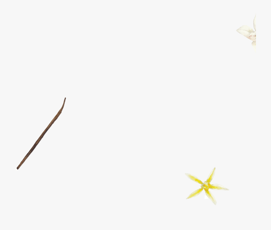 Lily Family, Transparent Clipart