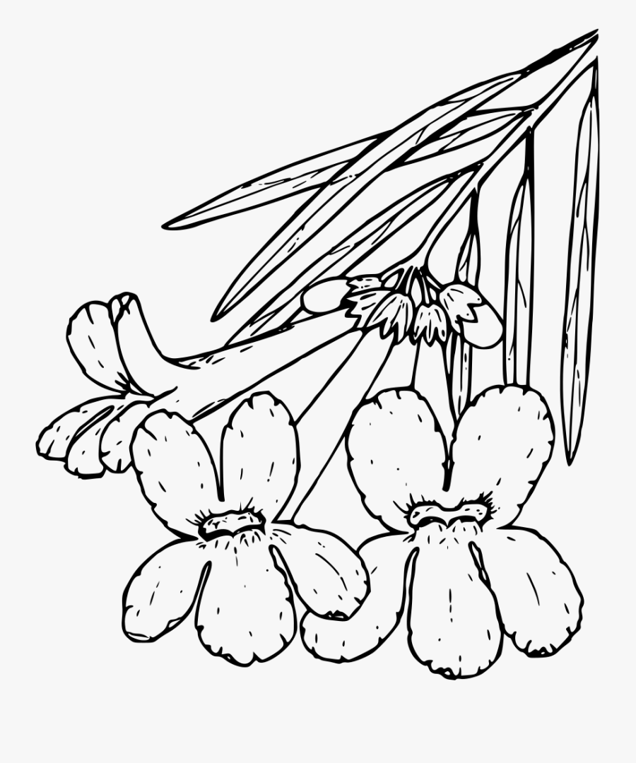 Desert Willow - Desert Willow Clipart, Transparent Clipart