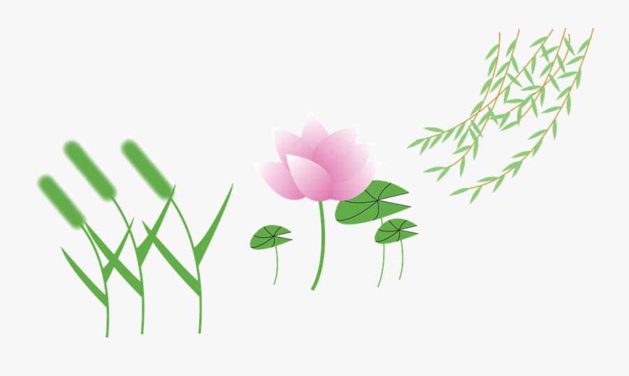 Setaria Viridis, Cartoon, Lotus, Willow - Setaria Cartoon, Transparent Clipart