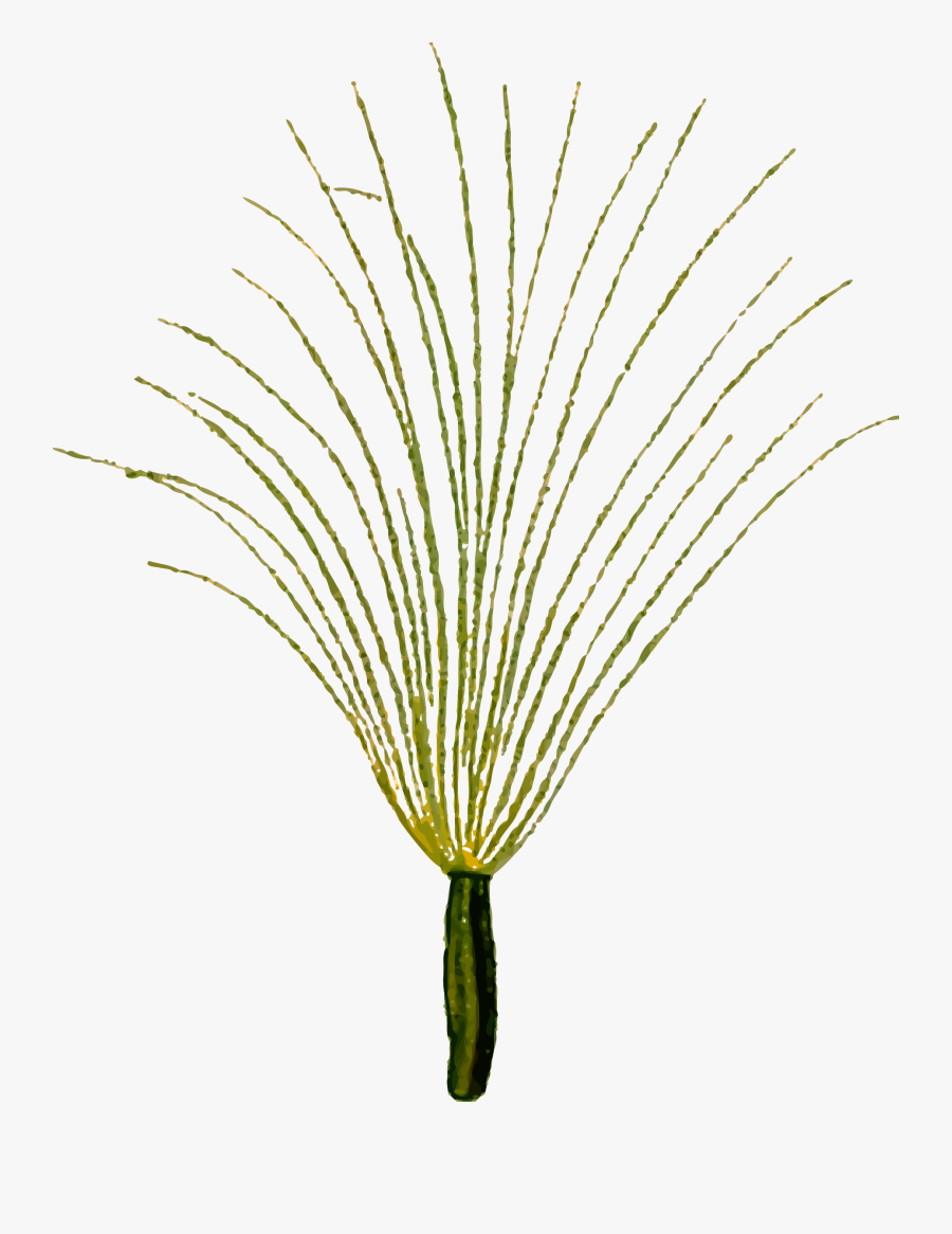 Coltsfoot Seed Clip Arts - Pond Pine, Transparent Clipart