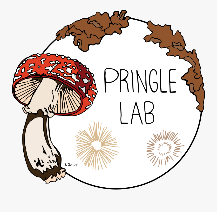 Musc - Illustration, Transparent Clipart