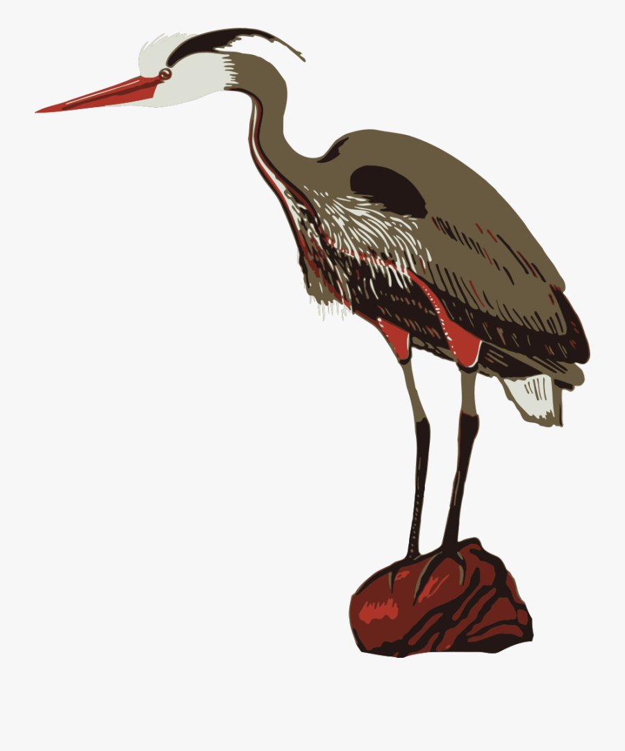 Bird - Zoo Clip Art, Transparent Clipart