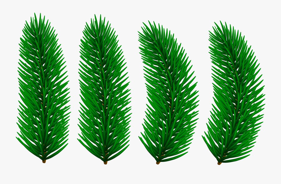Pine Branches Transparent Clip Art Image, Transparent Clipart