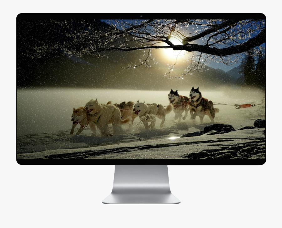 Iditarod Trail Sled Dog Race 2019 - Dogs Wallpaper In Laptop, Transparent Clipart