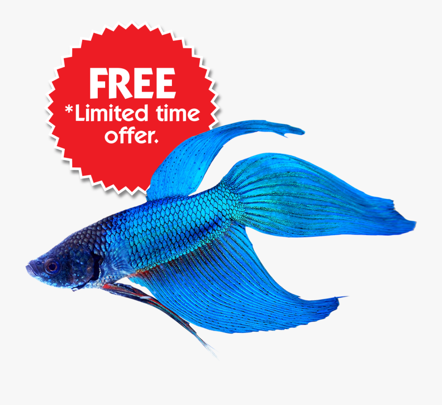 Clip Art Buy Online Save On - Blue Betta Fish Png, Transparent Clipart