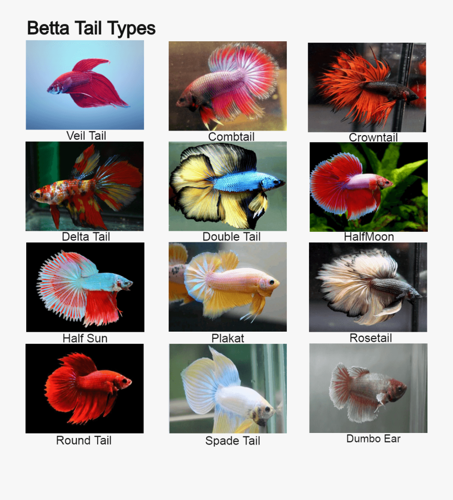 Coral Reef Fish, Transparent Clipart