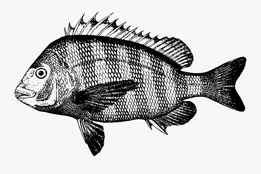 Transparent Fishes Png - Snapper Fish Clip Art, Transparent Clipart
