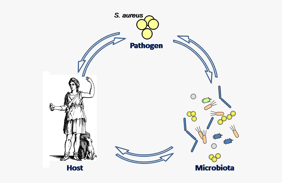 Clip Art, Transparent Clipart