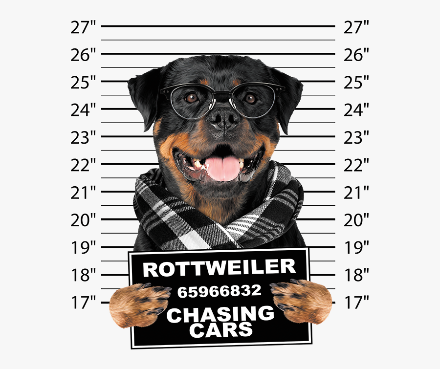 Transparent Rottweiler Png - Rottweiler Mug Shot, Transparent Clipart