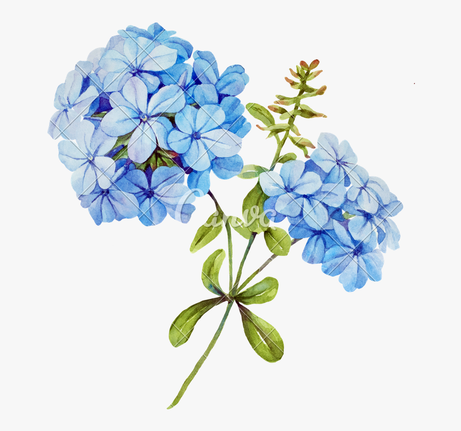 Clip Art Hydrangea Vector - Watercolor Blue Hydrangea Png, Transparent Clipart