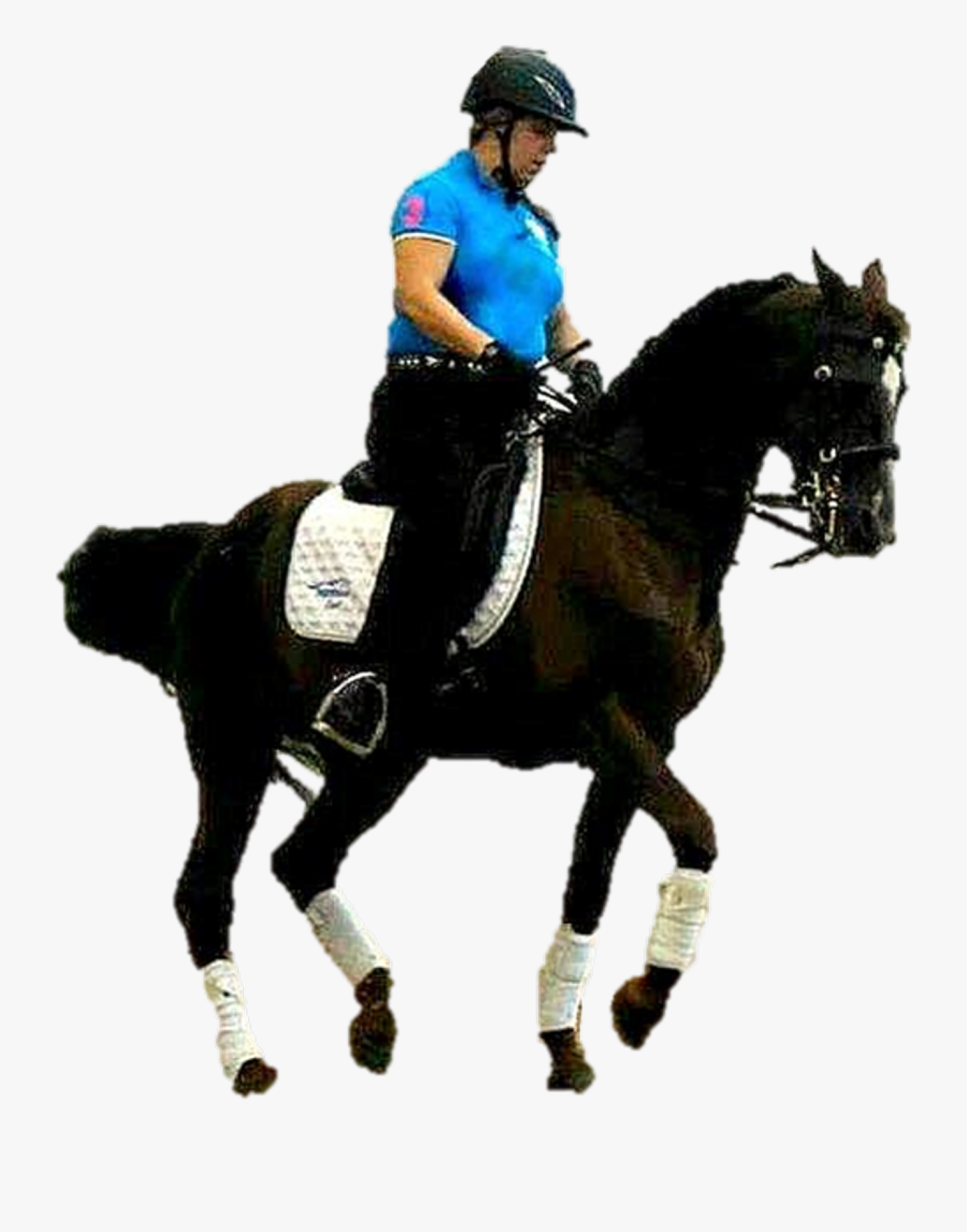 Dressage Horse Stallion Hunt Seat Rein - Dressage Png, Transparent Clipart