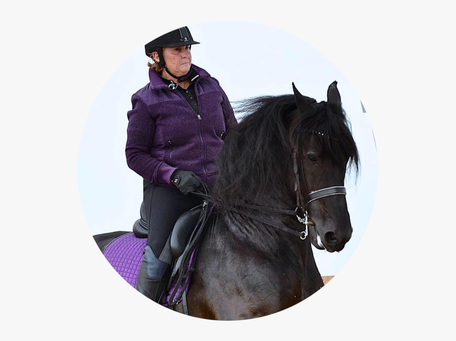 Stallion, Transparent Clipart