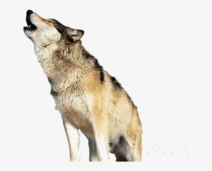 Wolf Howling Clipart Saarloos Wolfdog Canadian Eskimo - Wolf Howling Png, Transparent Clipart