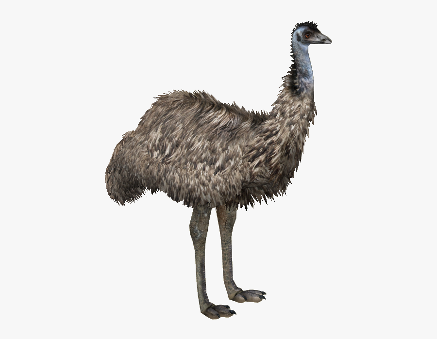 Clip Art Emu Png - Emu Png, Transparent Clipart
