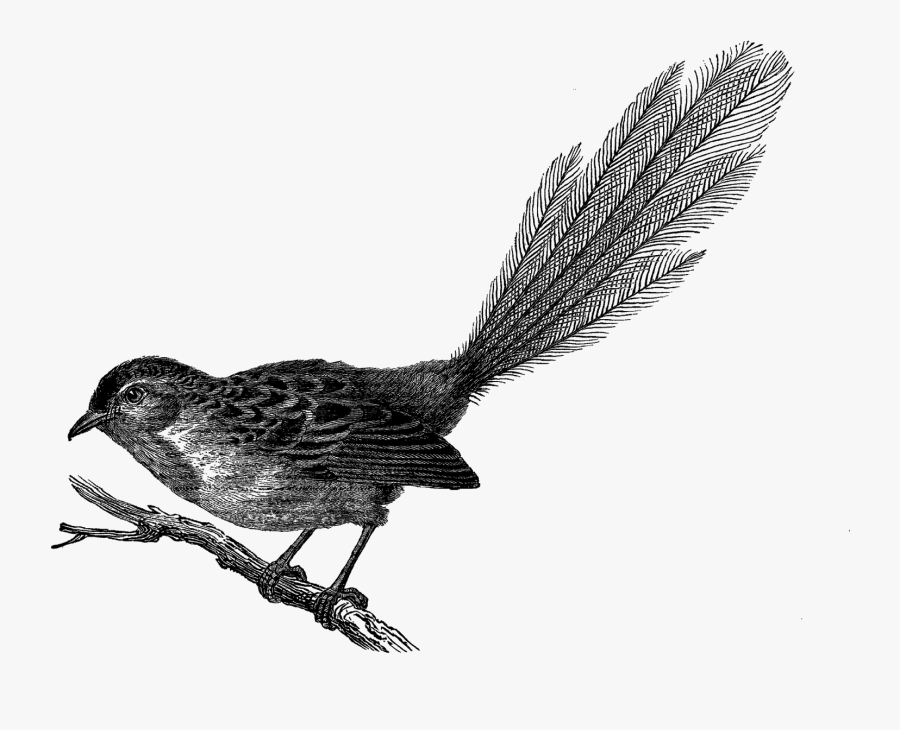 Bird Vintage Transparent, Transparent Clipart