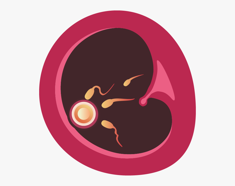 The Hair And Eye Color, Height And Sex Is Determined - Circle, Transparent Clipart