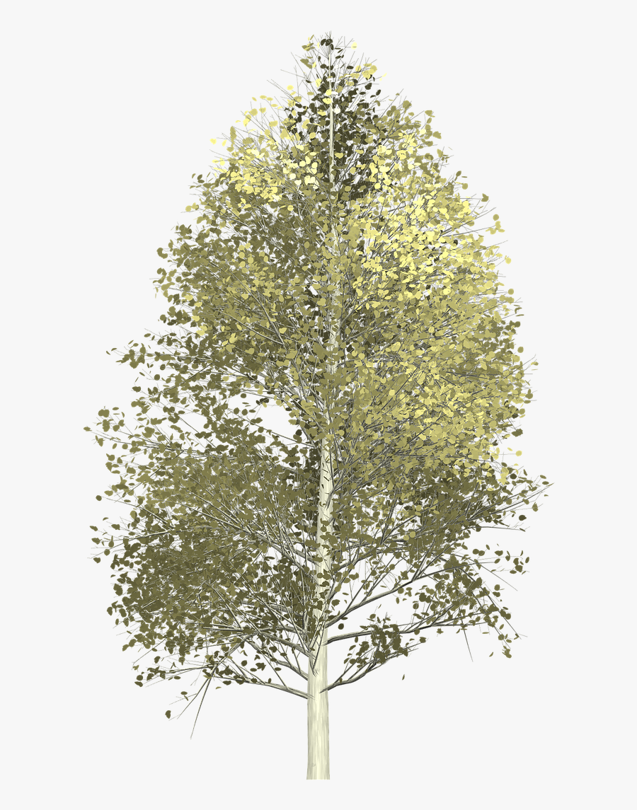 Aspen Tree Transparent Background, Transparent Clipart
