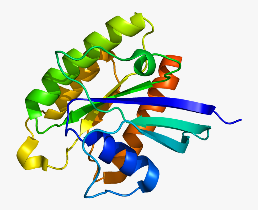 Protein Rheb Pdb 1xtq, Transparent Clipart
